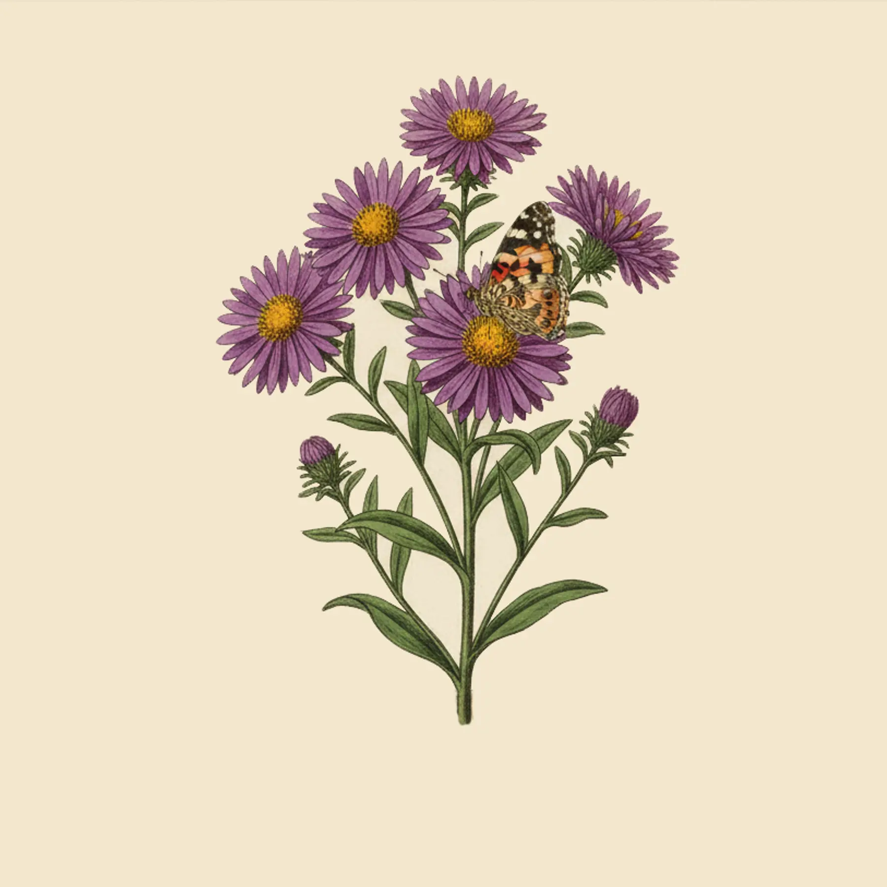 Chinese Aster Insect Monticello | China Aster