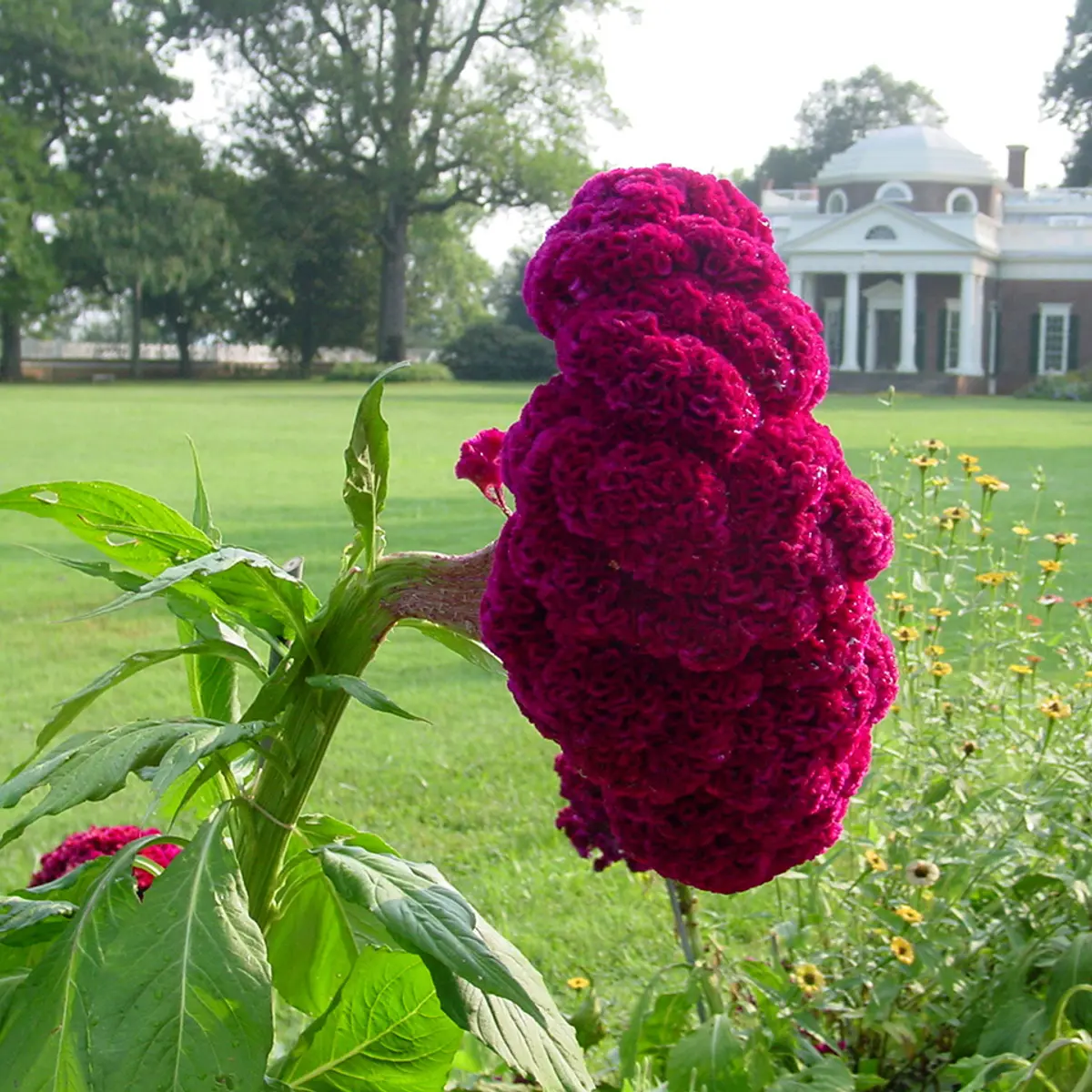 Monticello | Cockscomb