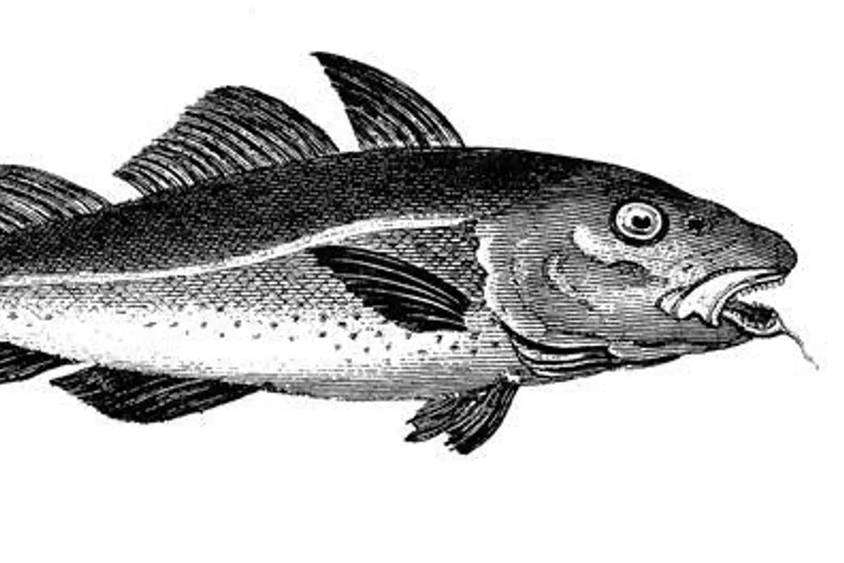 Cod Animal Draw Monticello | Codfish