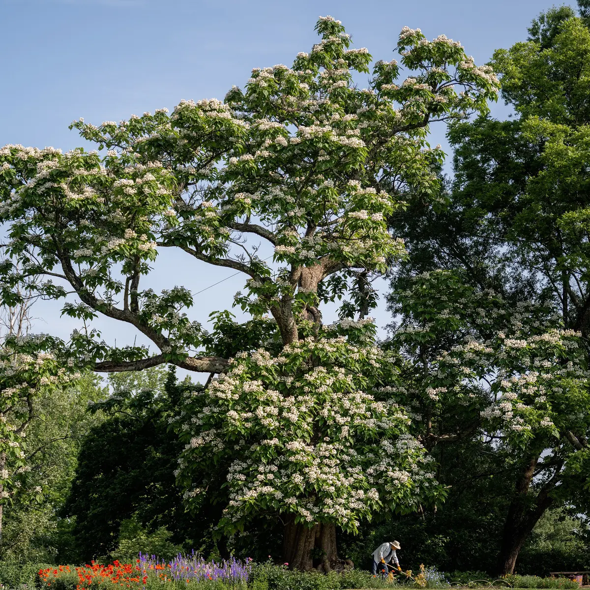Capaltha Tree Monticello | Catalpa Tree