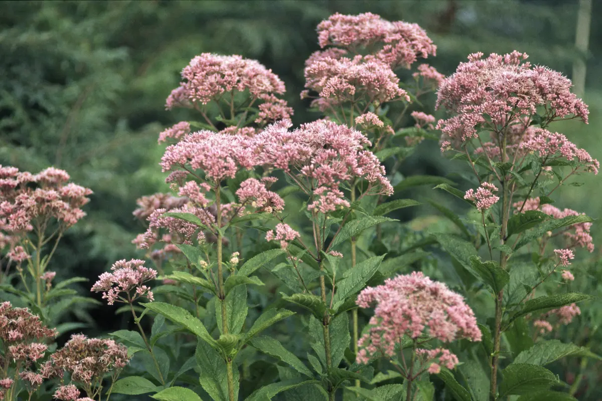 Joe Rye Flowers Monticello | Joe-Pye Weed